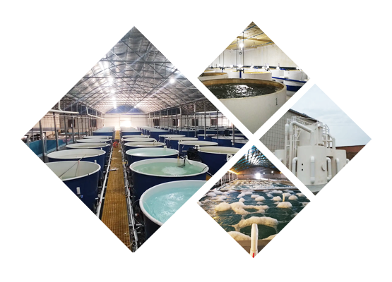 天浩循環水養殖系統